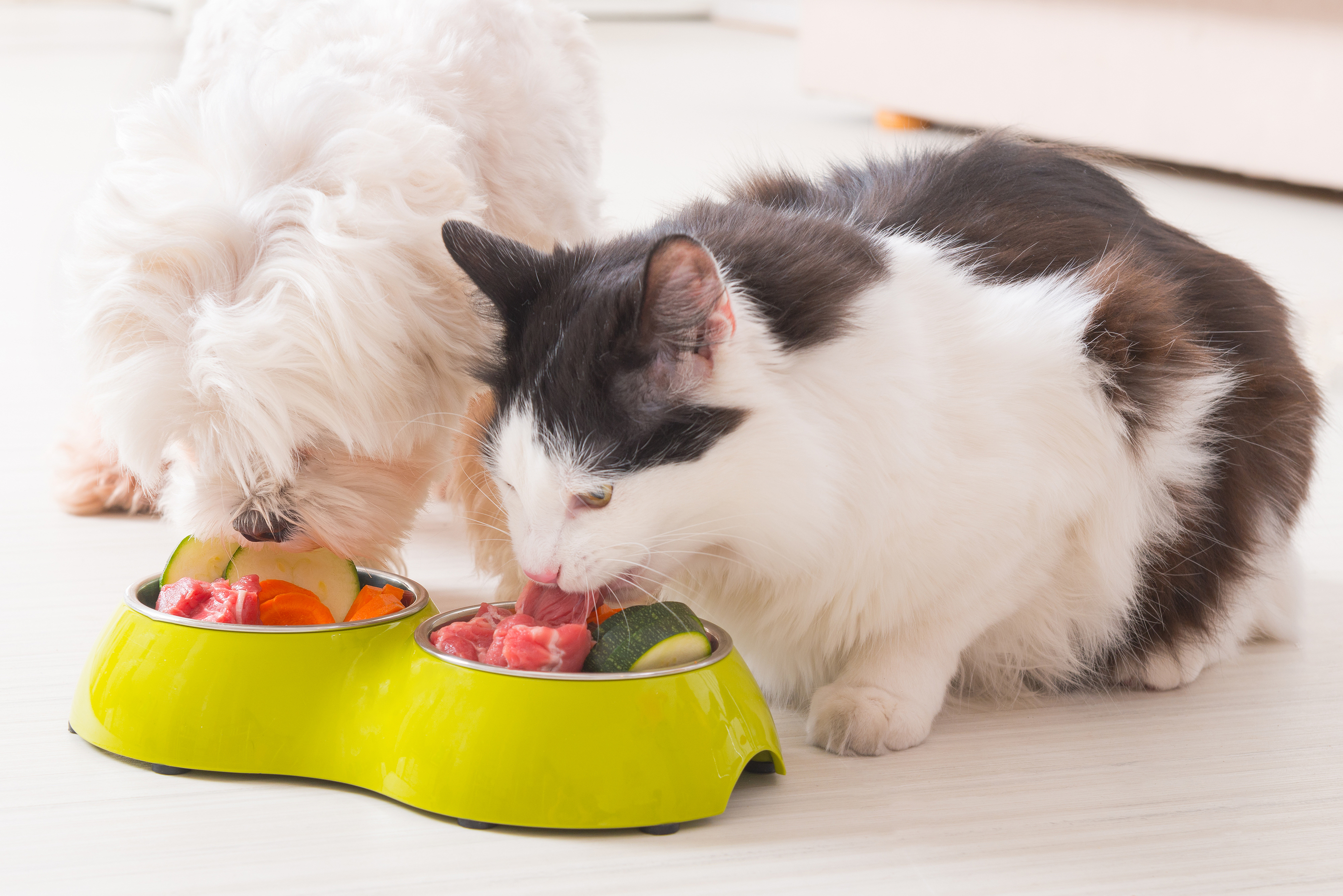 SOP Manual for Dog and Cat Food Manufacturing
