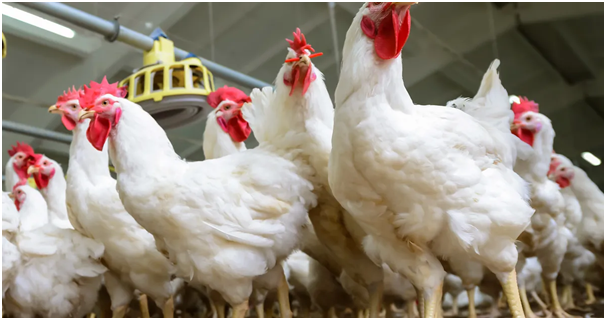 Broilers and Other Meat Type Chicken Production, SOP Manual SOP-159