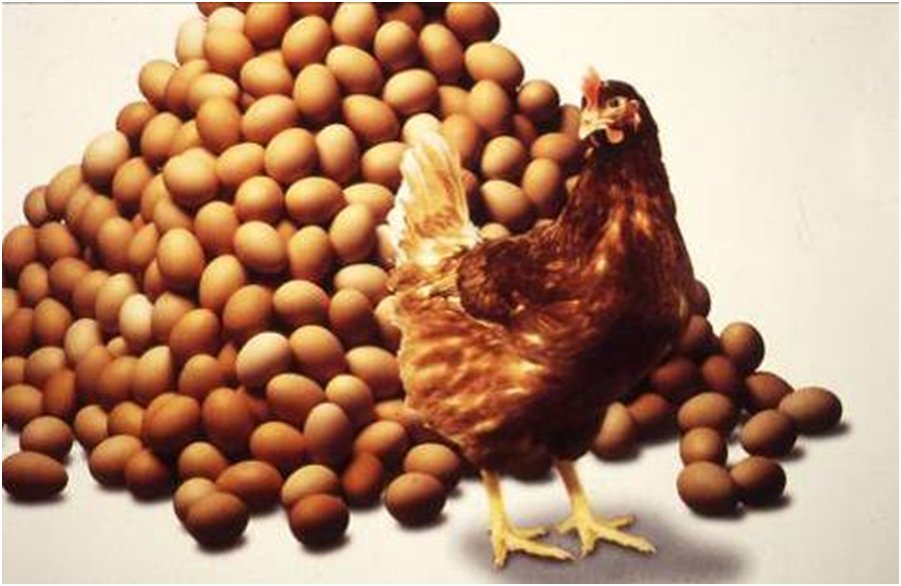 Chicken Egg Production Sop Manual 