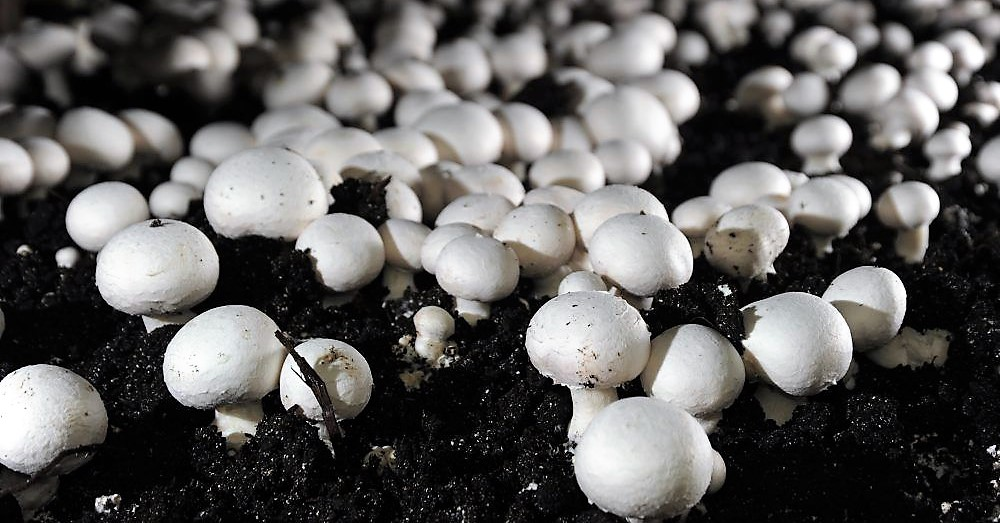 SOP Manual for Mushroom Production